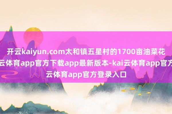 开云kaiyun.com太和镇五星村的1700亩油菜花地里-kai云体育app官方下载app最新版本-kai云体育app官方登录入口